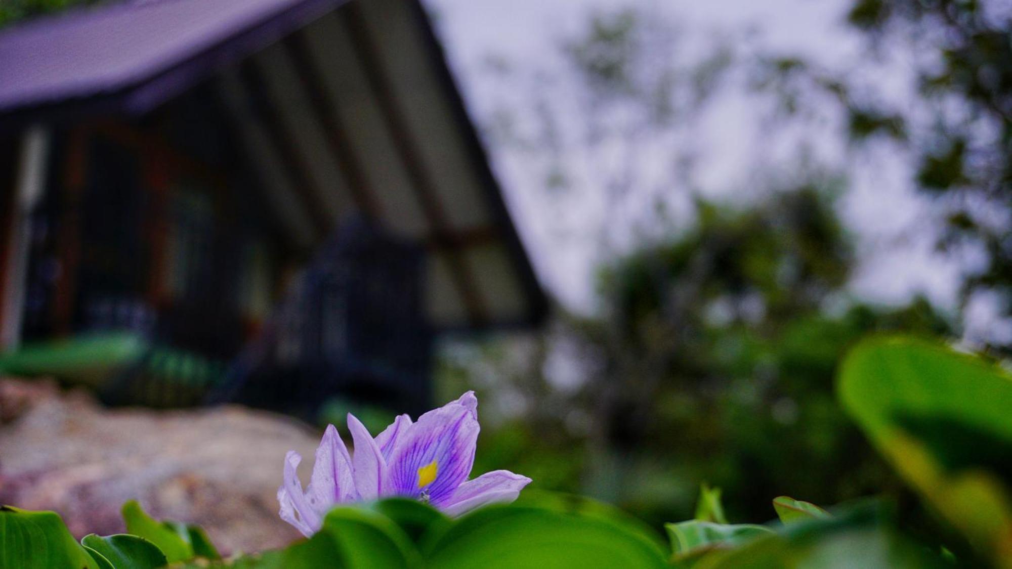 Sigiri Saat Cabana สิกิริยา ภายนอก รูปภาพ